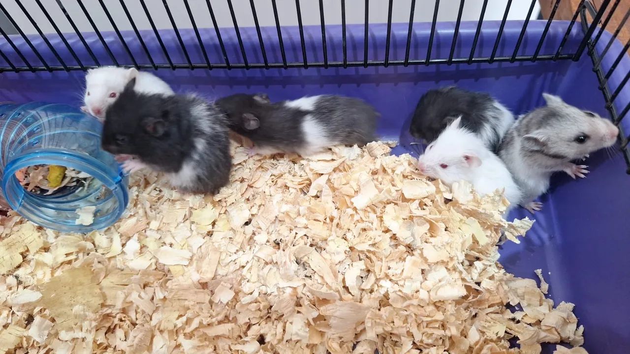 Hamster sírio