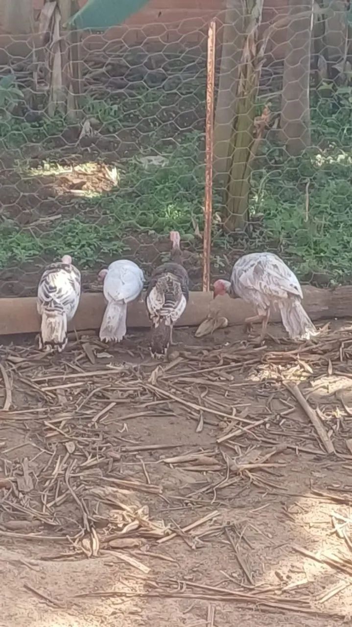 Perus fêmea e machos   - Foto 4