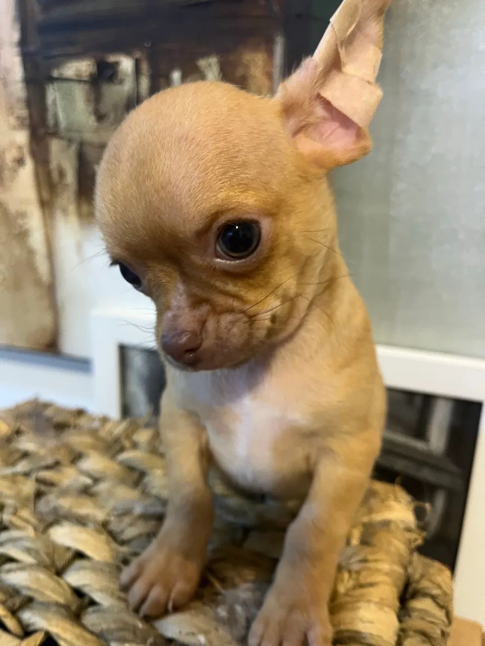 Chihuahua machos  - Foto 3