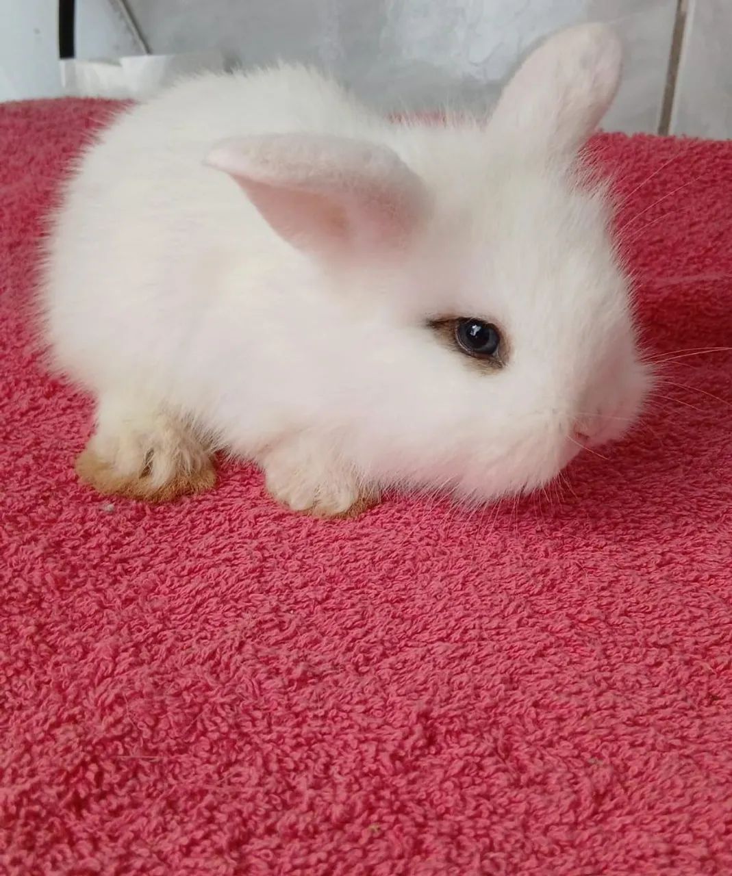 Coelhinhos Lop  - Foto 4