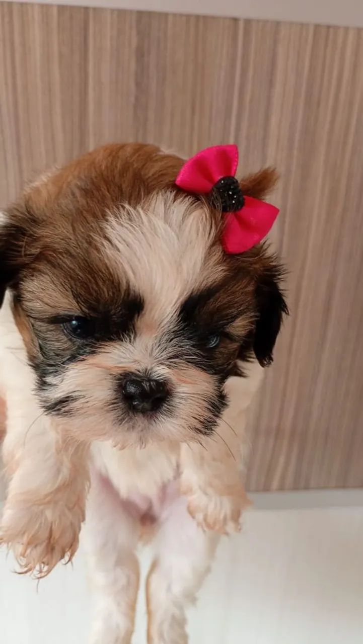 Mini shih tzu  - Foto 4