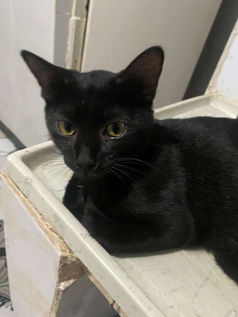 Doa-se gato preto  - Foto 4