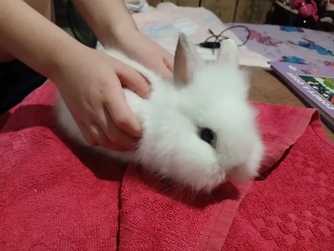 Mini coelha