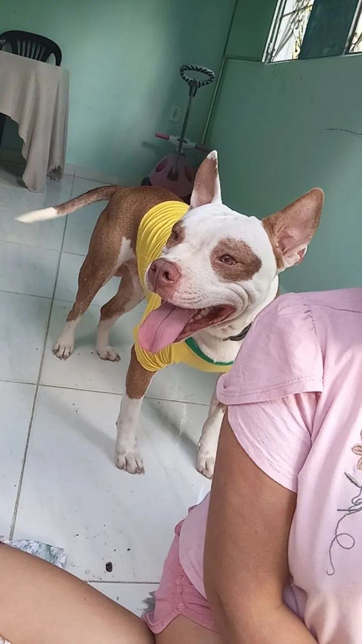 Doação de pet