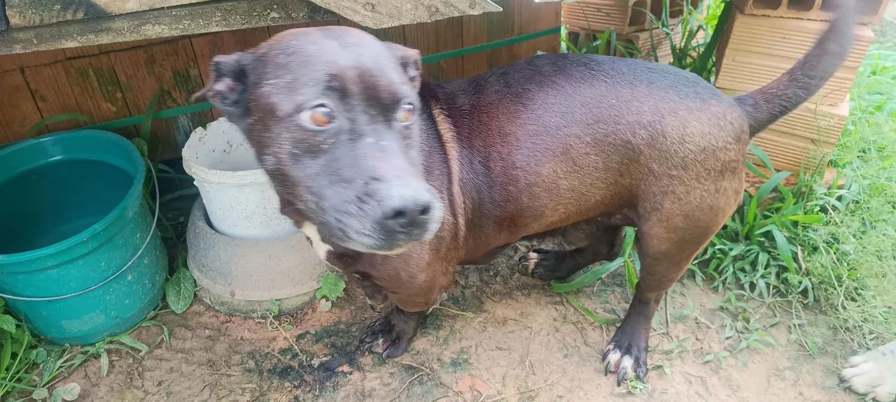 Doação cachorro Urgente  - Foto 3
