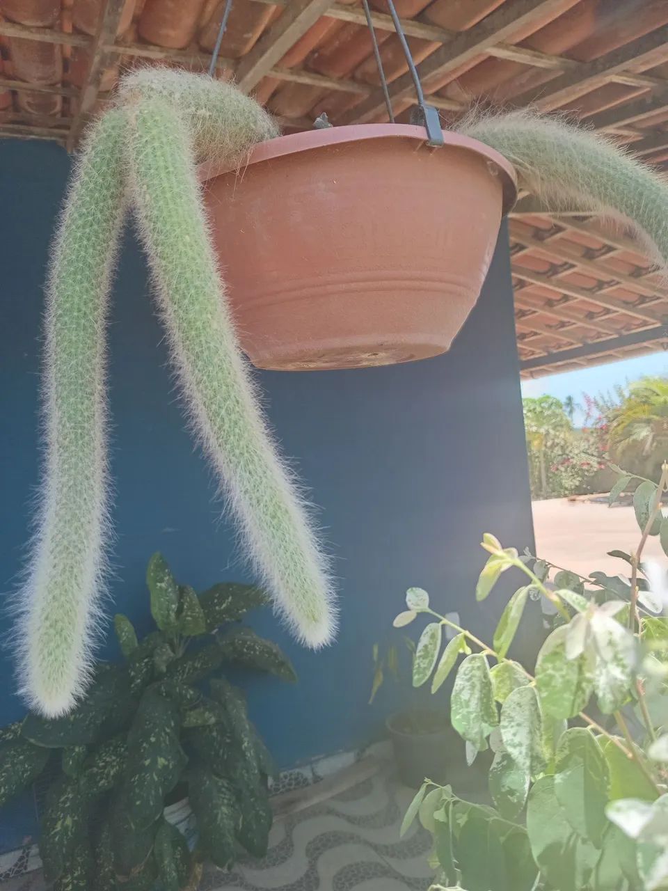 Plantas  - Foto 2