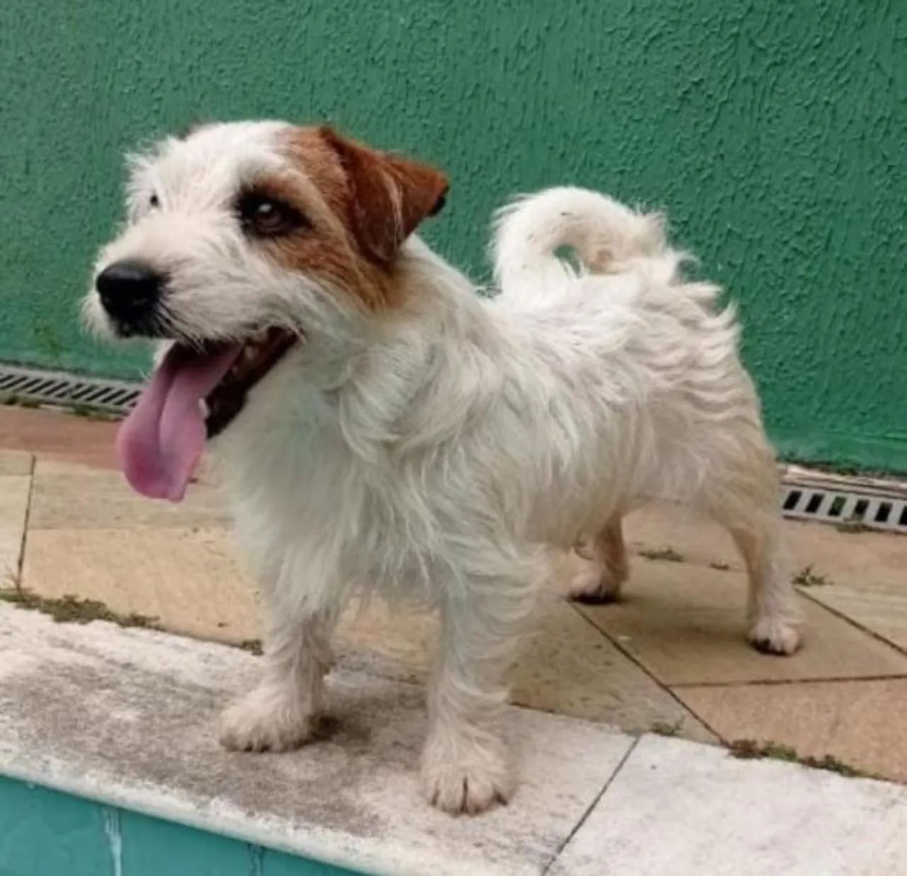 Jack Russell terrier com Pedigree porte pequeno   - Foto 5