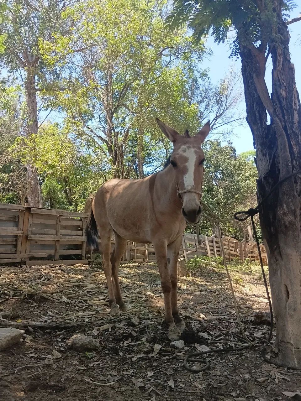 Mula nova 2 anos  - Foto 2