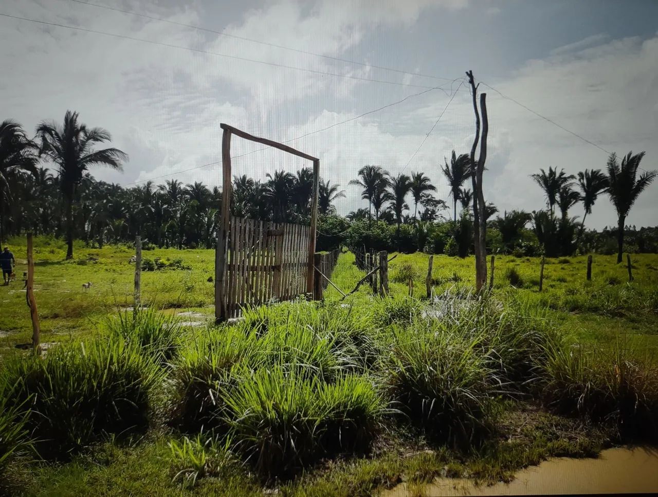 Área 12 HA povoado leite próximo Presidente Vargas - Foto 5