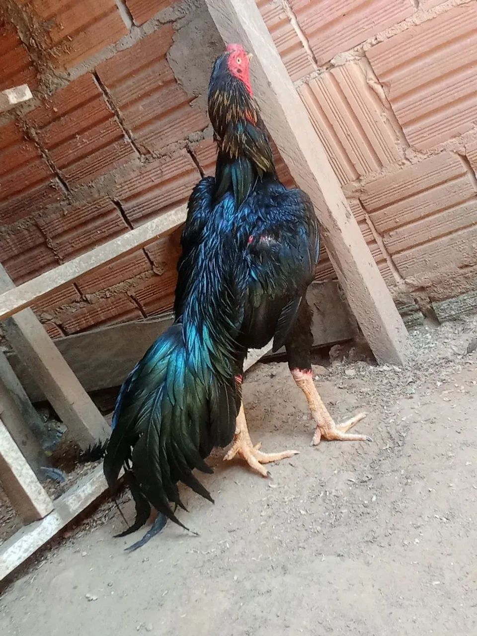 Venda - Foto 4