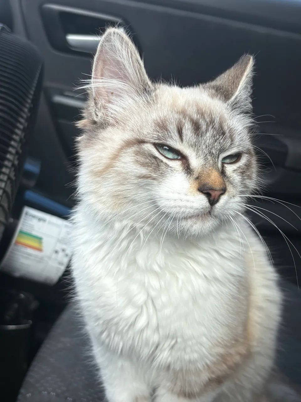Doa-se gatinho macho  - Foto 3