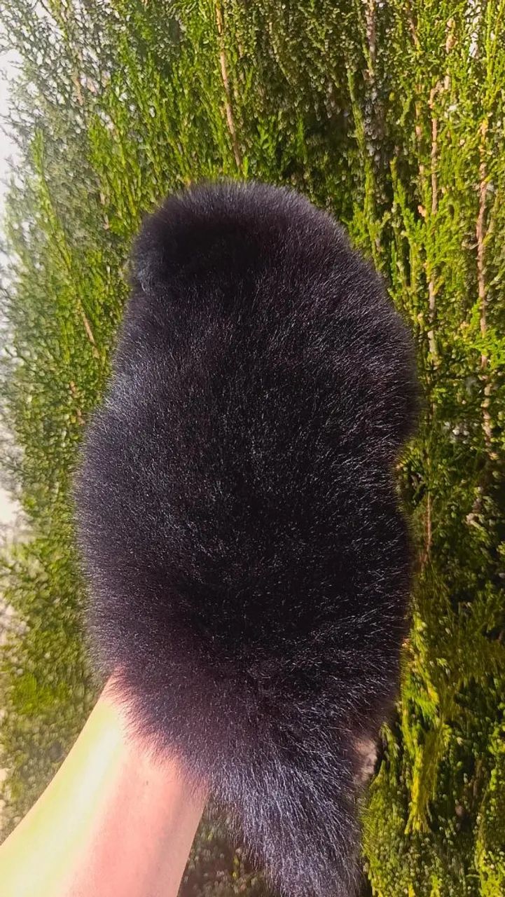 Spitz - Foto 4