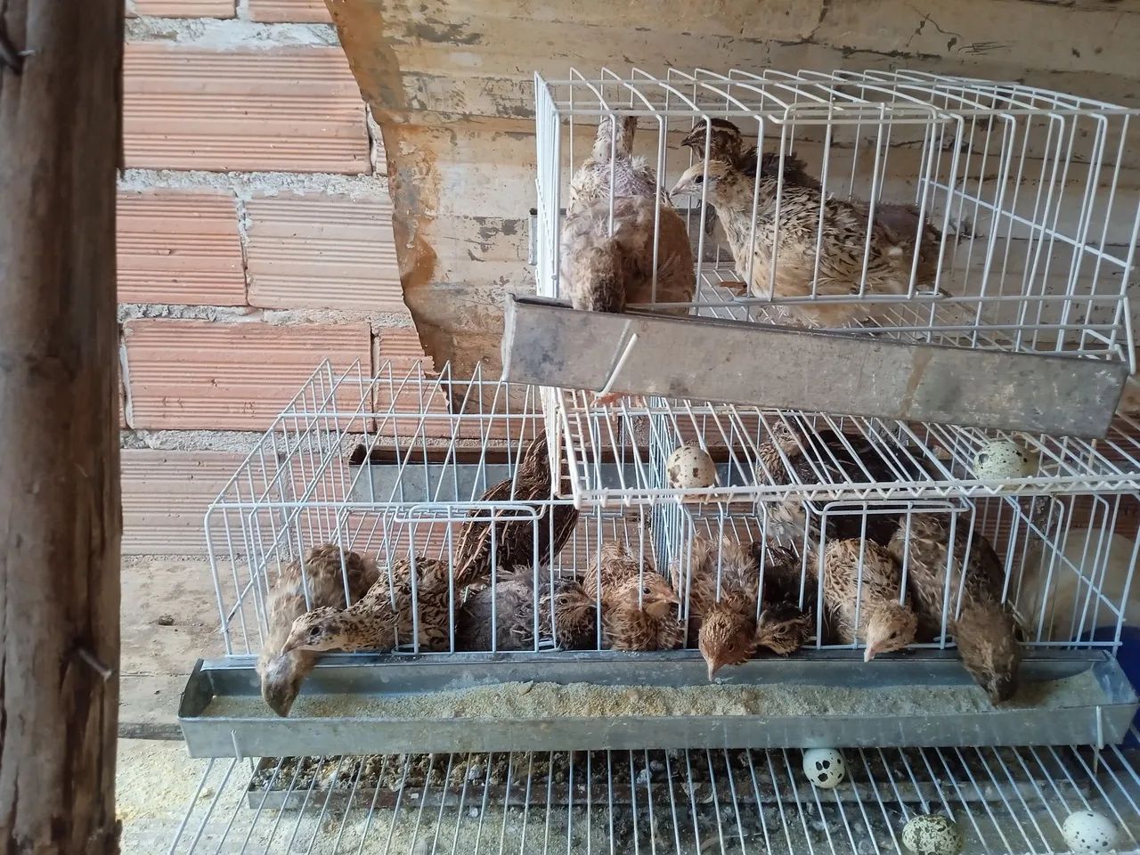 Codornas 