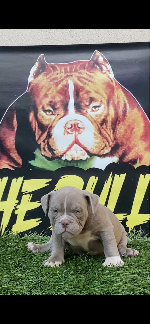 Filhote de American bully micro  - Foto 4