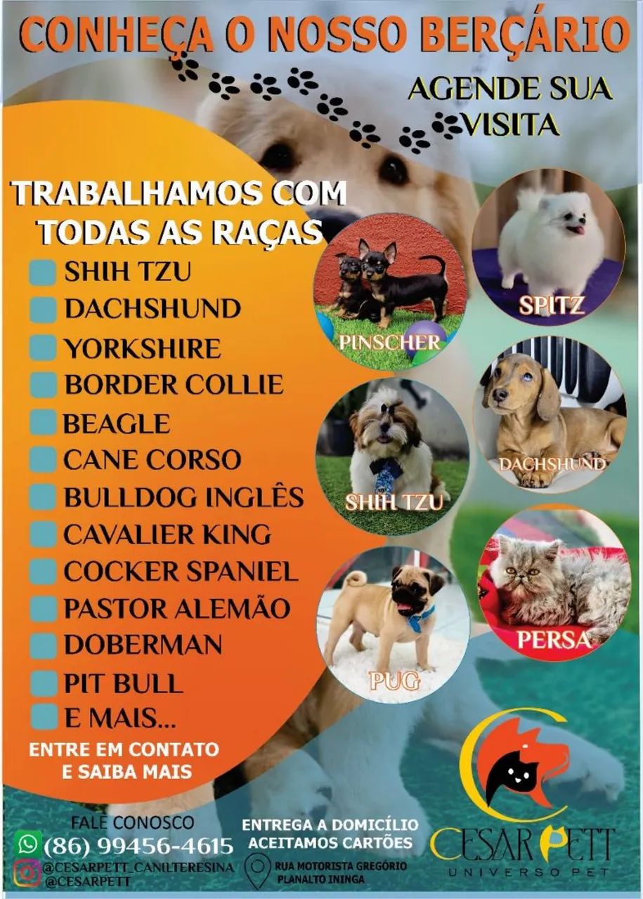 Pinscher disponíveis já pronto entrega além de várias outras raças para vocês  - Foto 6