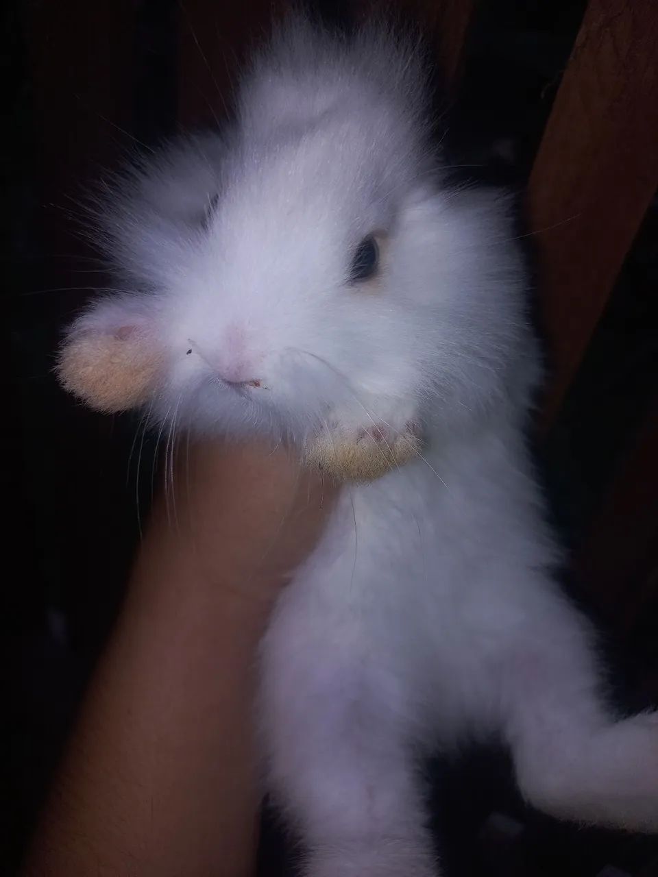 Coelhos filhotes  - Foto 3