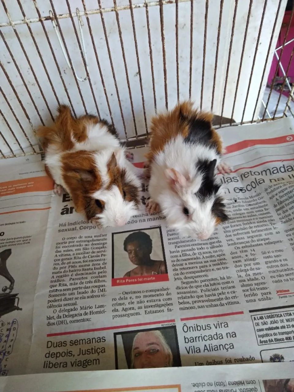 Porquinhos da índia  - Foto 5