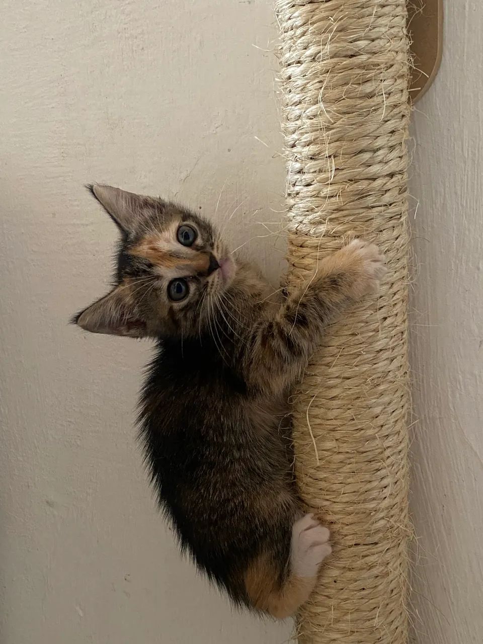 Gatinhos adoção responsável 