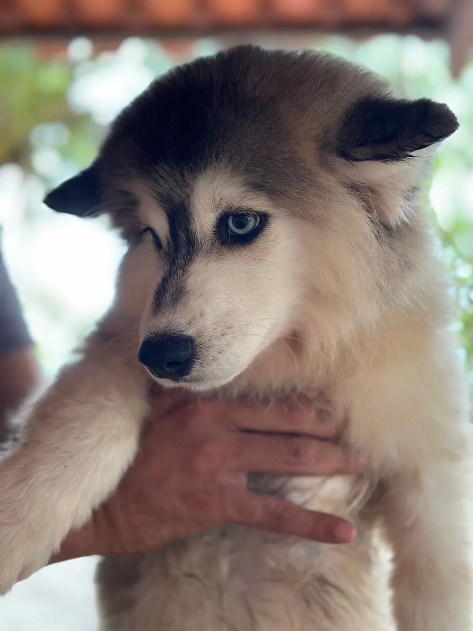 Pomsky - Foto 3