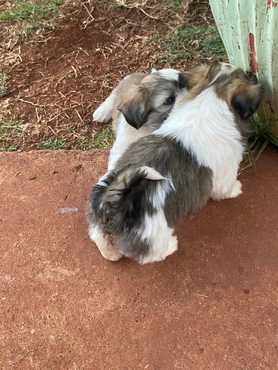 Vende-se Shitzu  - Foto 2
