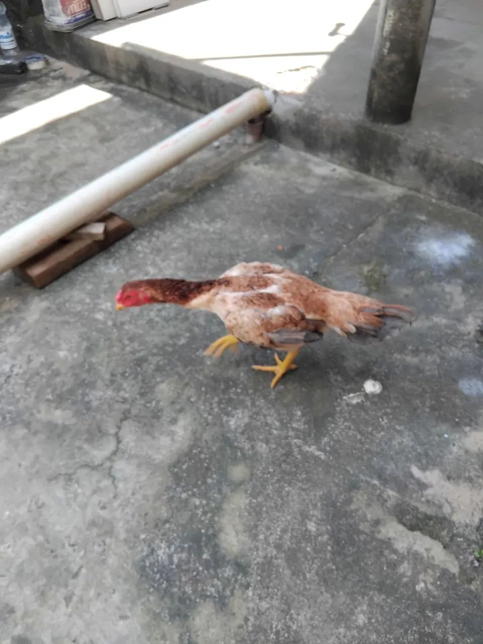 Galinha