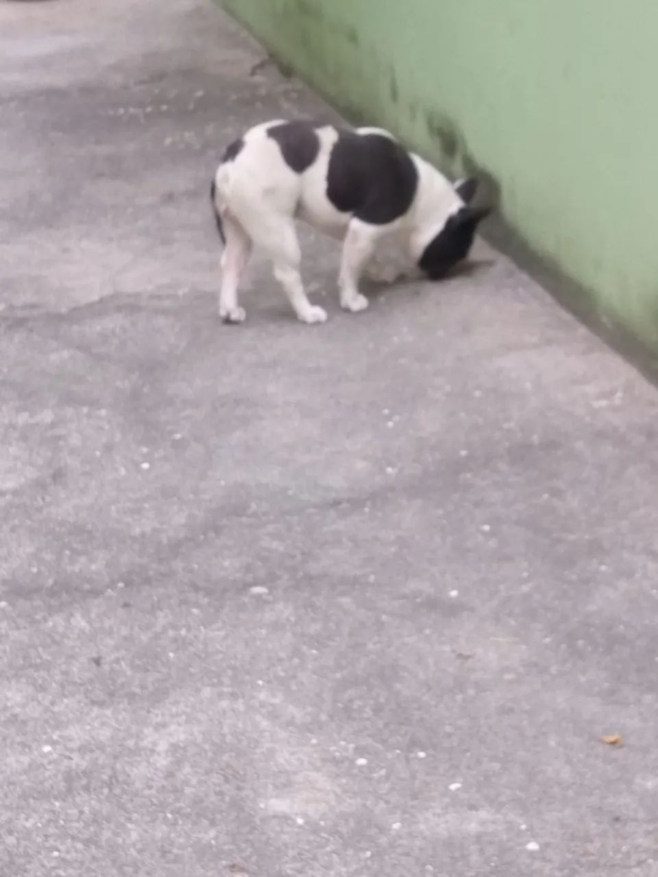 Bulldog frances - Foto 4