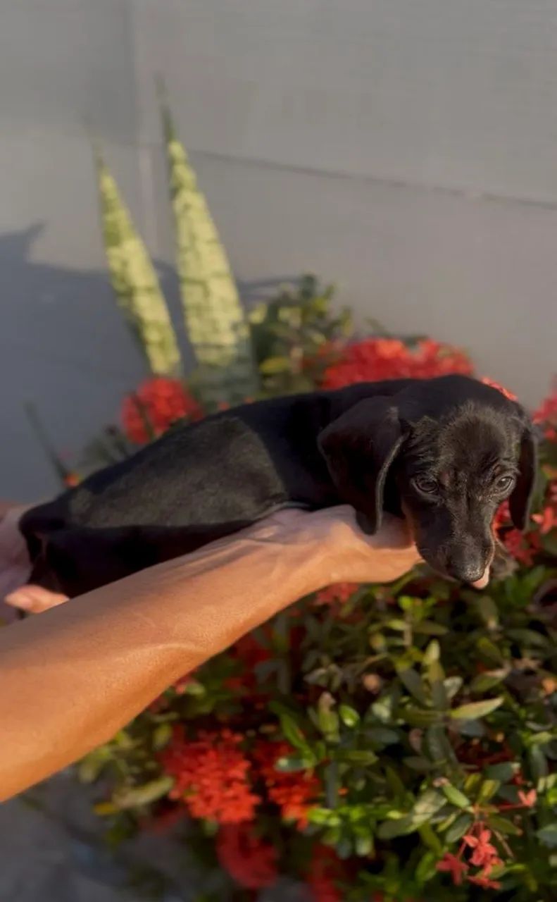 Dachshund Black Tan Macho