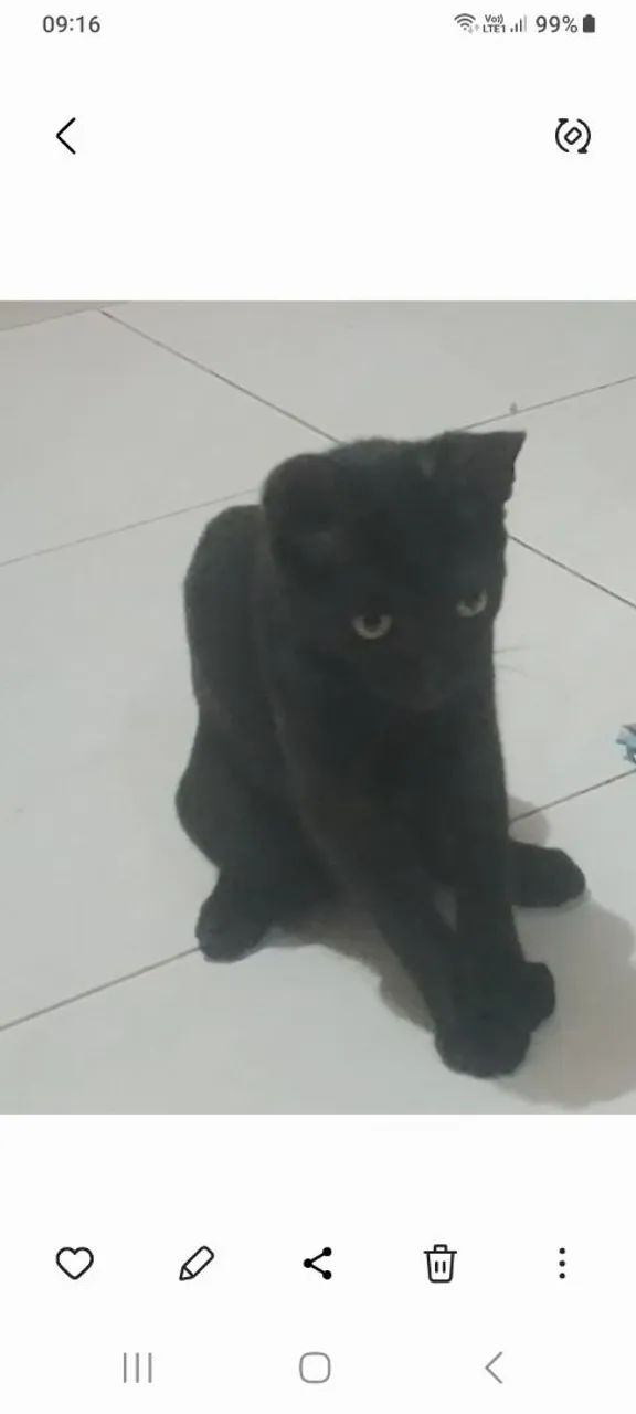 Gato macho