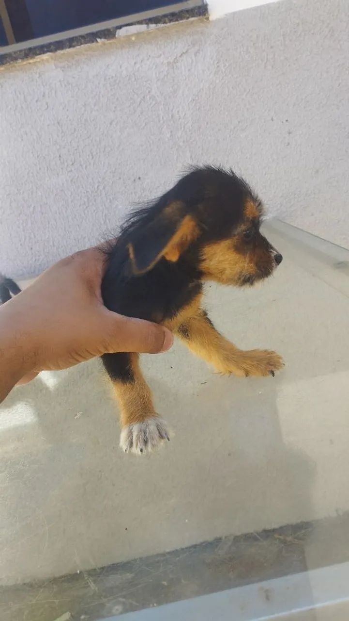 Cachorro para doação  - Foto 2