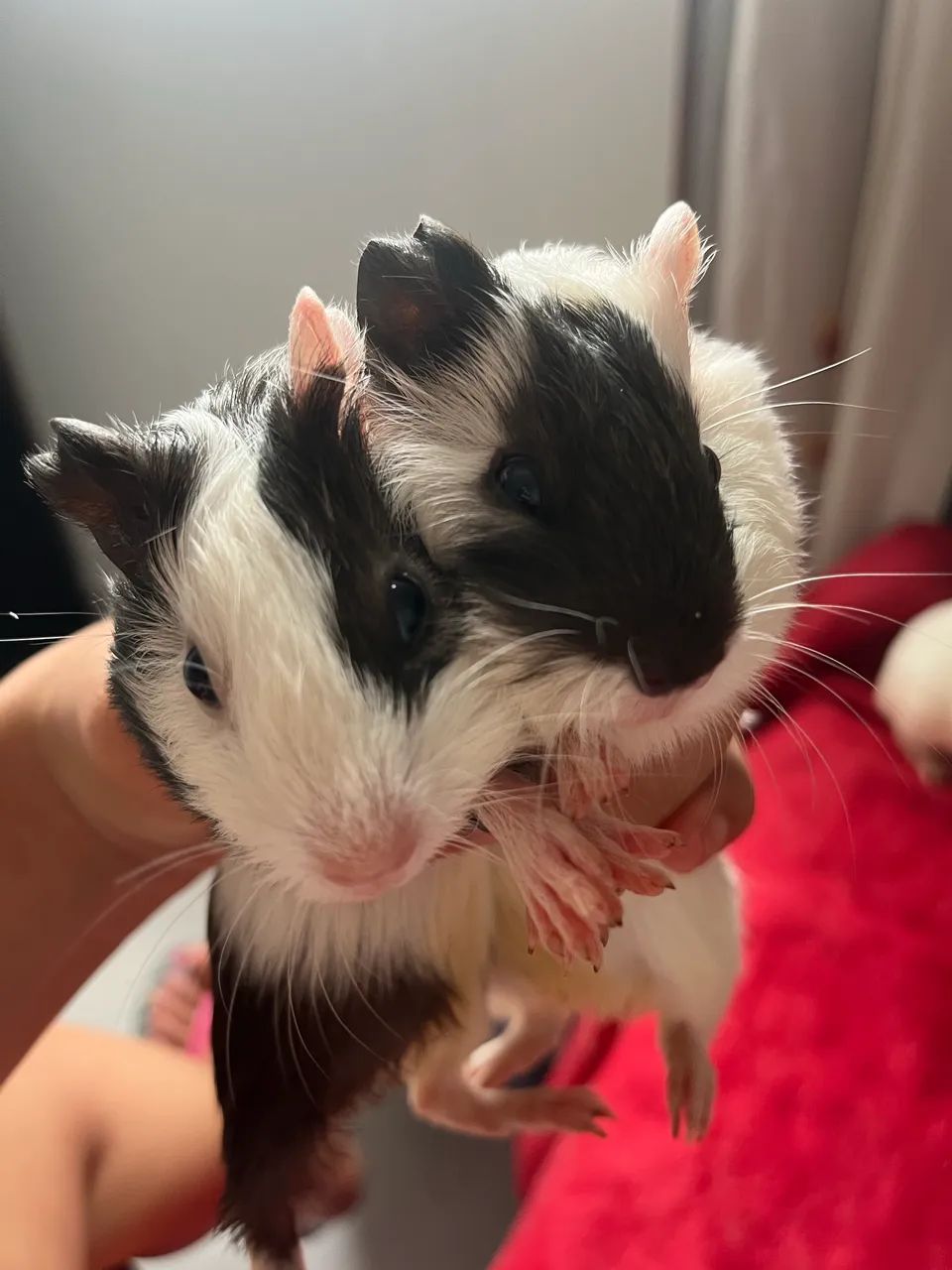 Porquinhos da india macho  - Foto 3