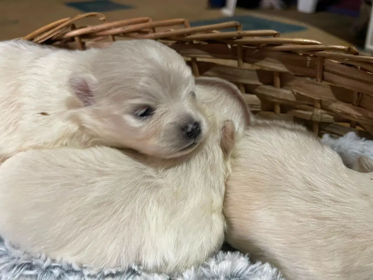 Spitz Alemao  - Foto 2