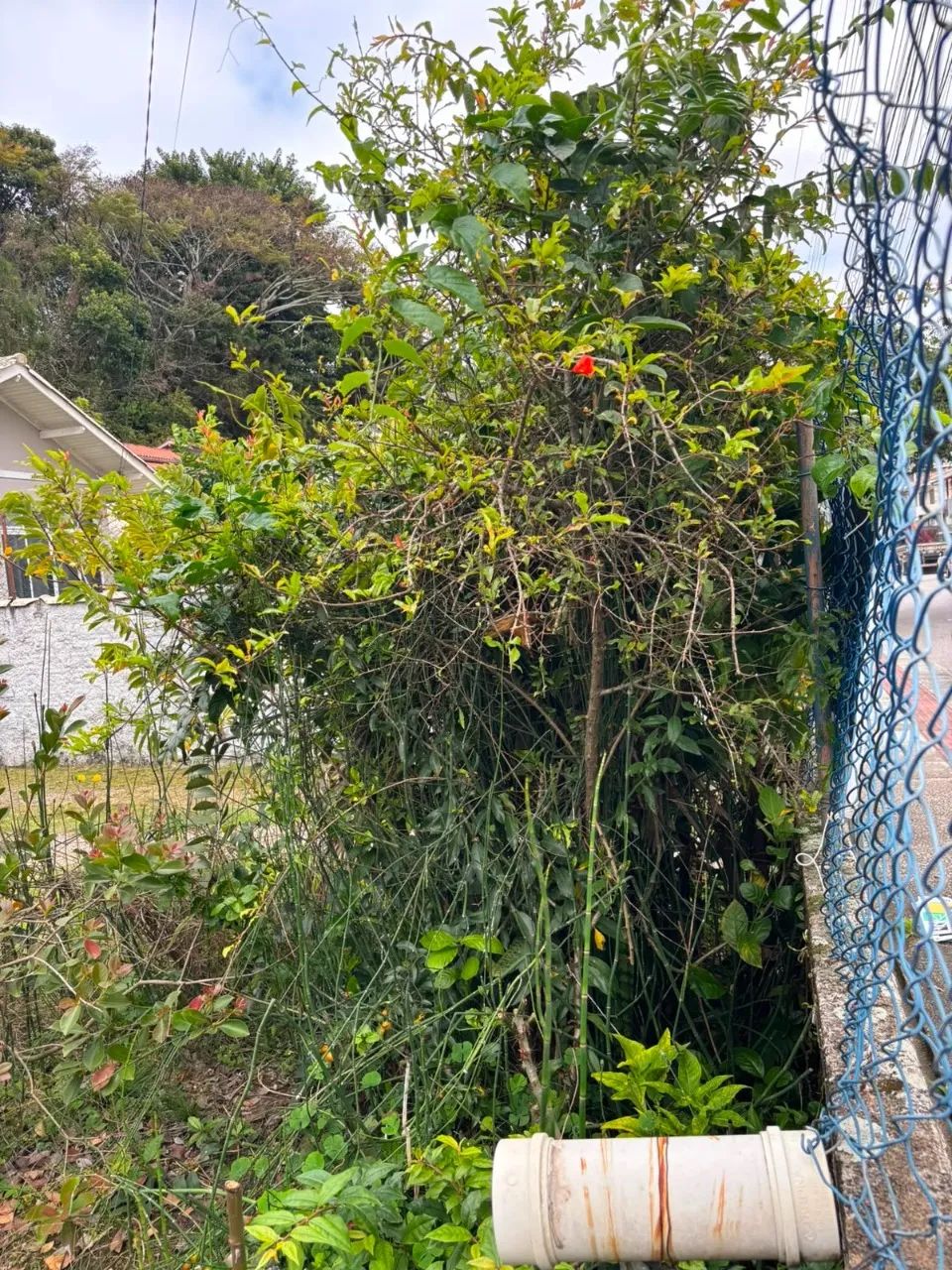 Terreno de 290m² à venda no Estreito - Foto 3