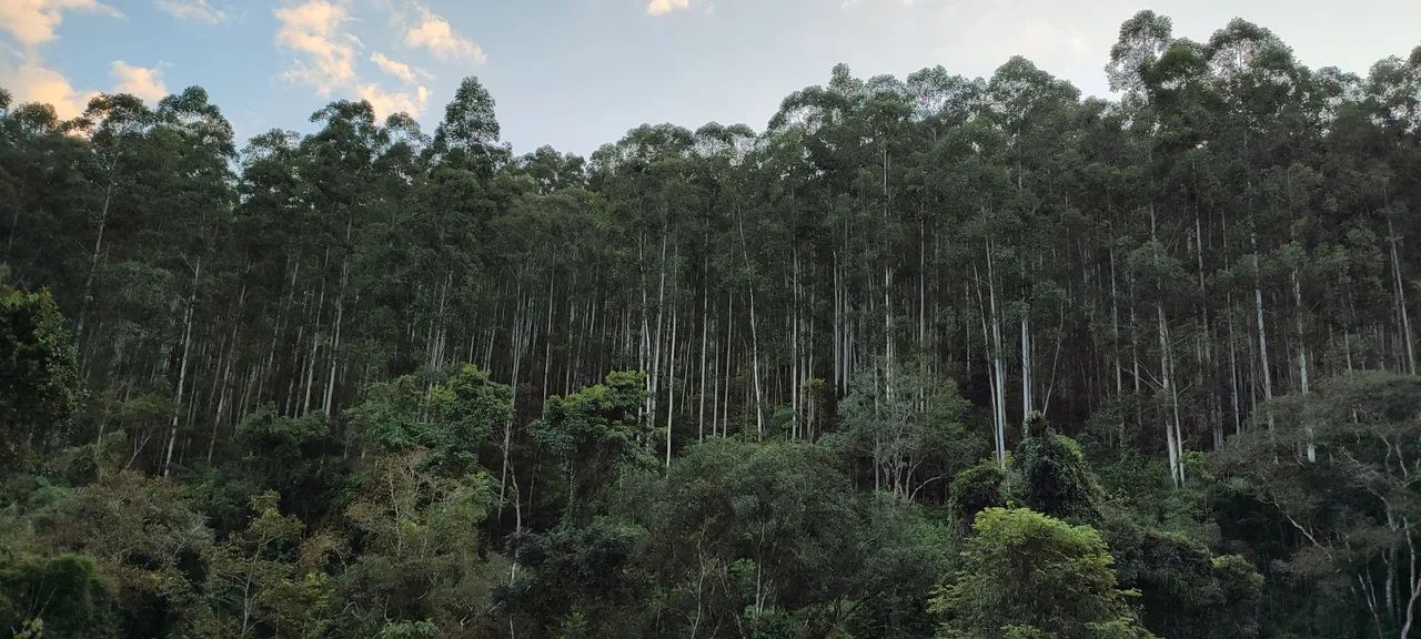 Floresta de Eucalipto  - Foto 2