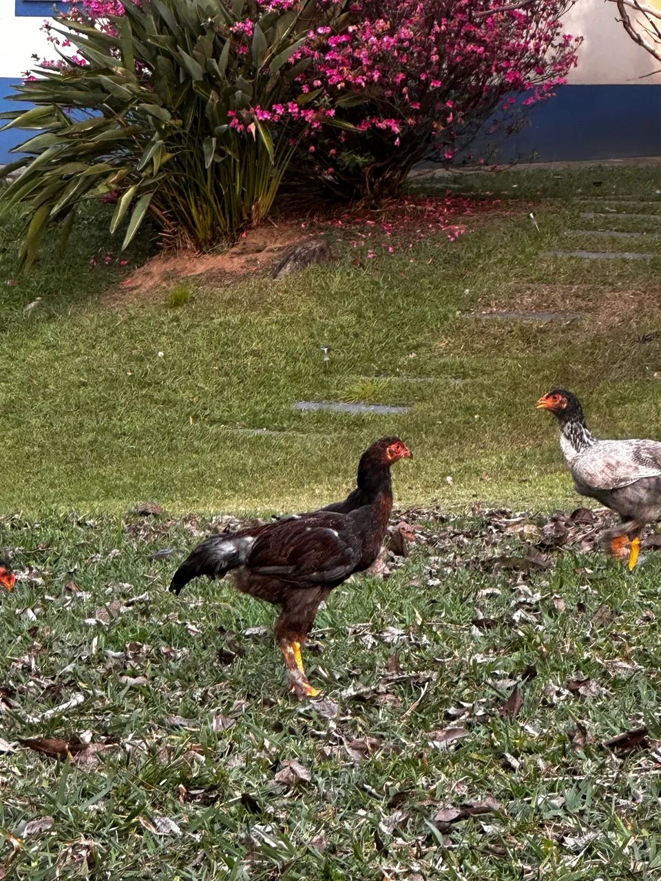 Frangos Caipira - Foto 4