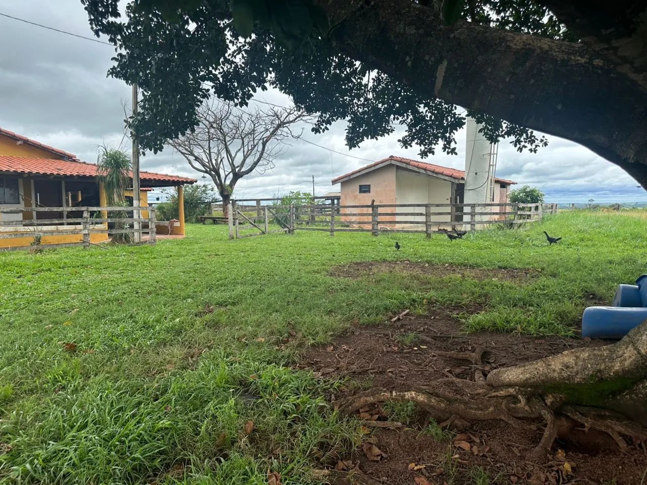 Fazenda dupla aptidão  em frutal Minas Gerais  - Foto 5