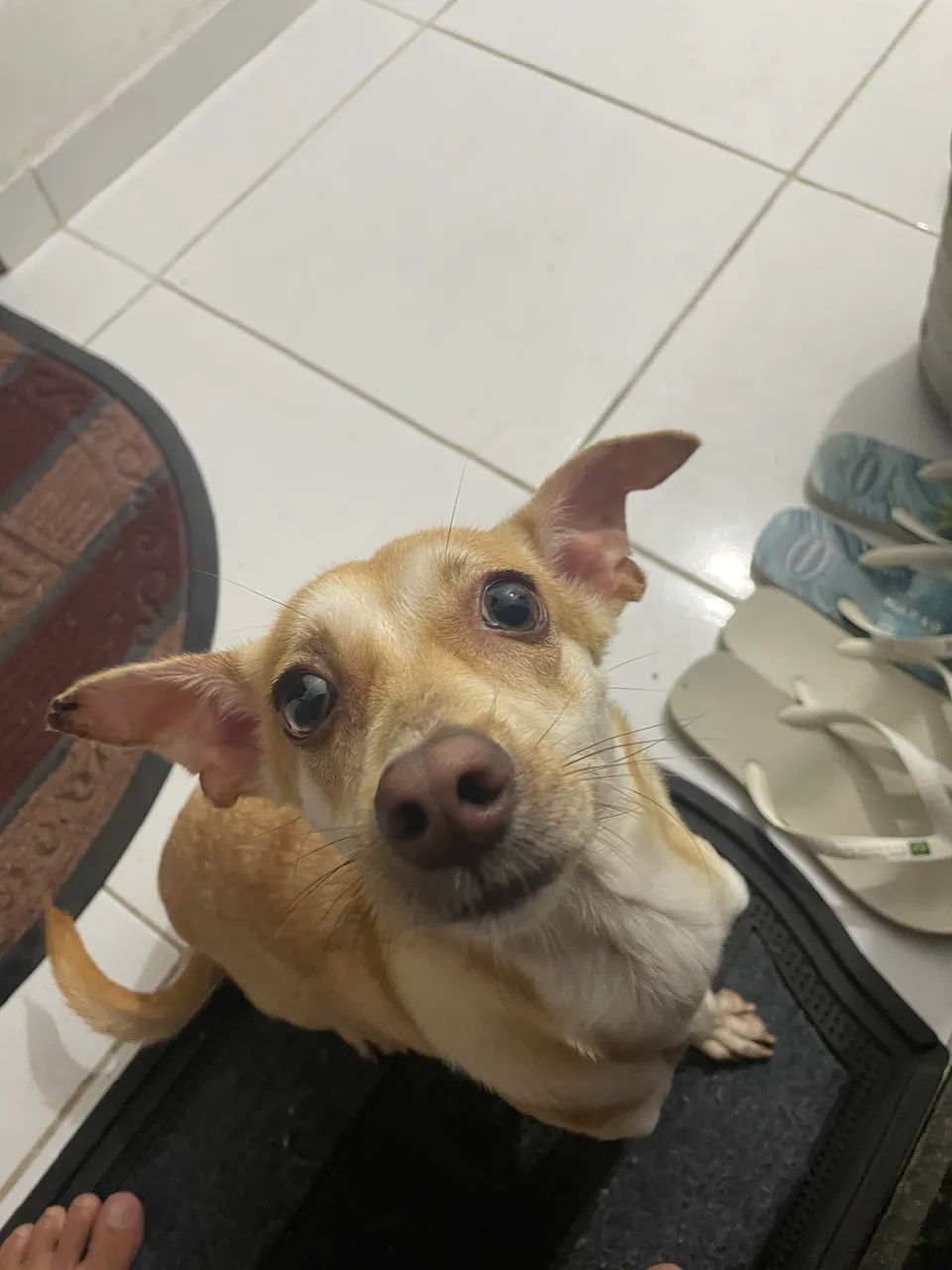 Cachorra para adoção  - Foto 4
