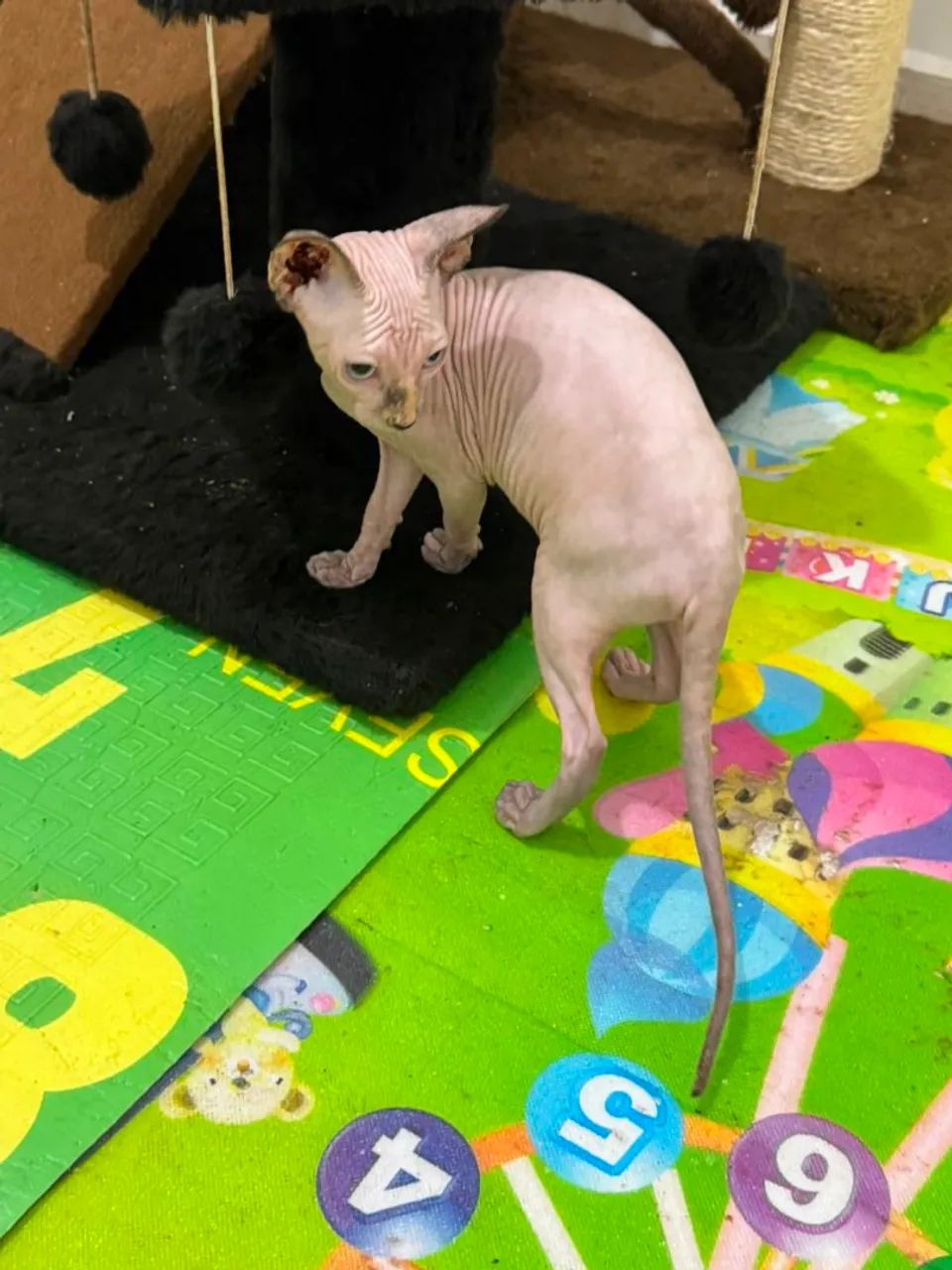 sphynx  fêmea 