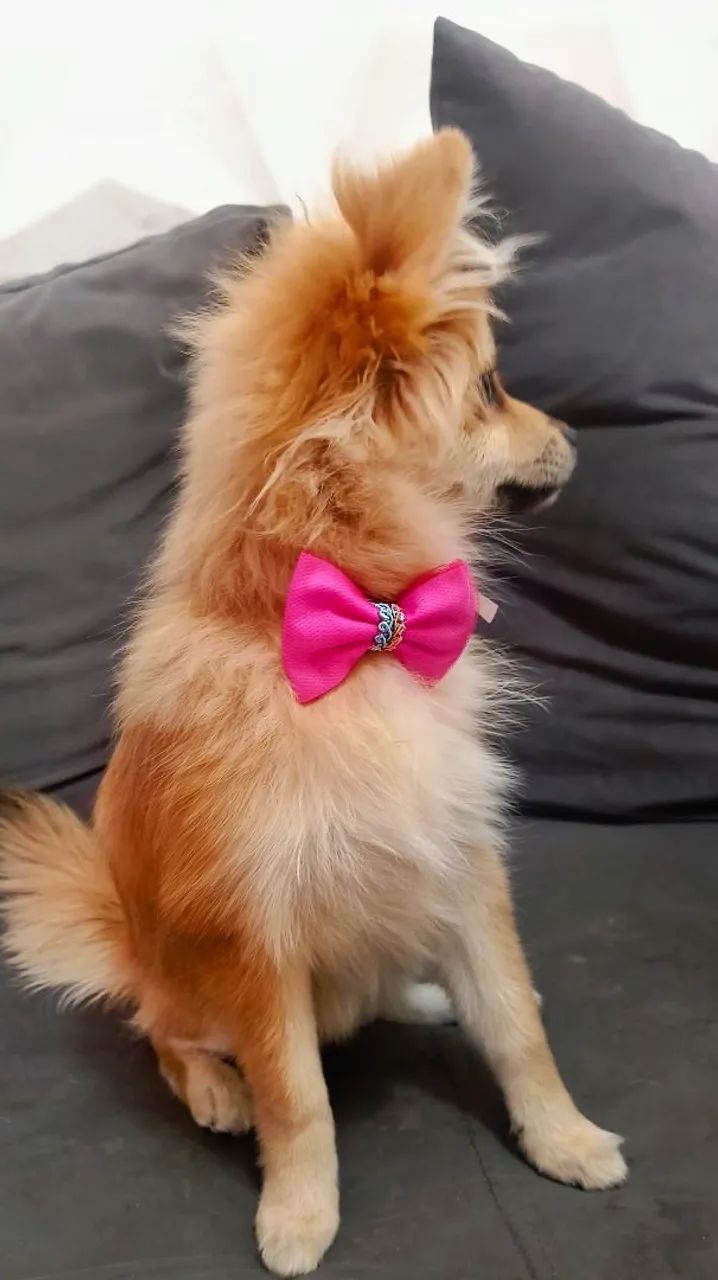 Spitz alemão  - Foto 2