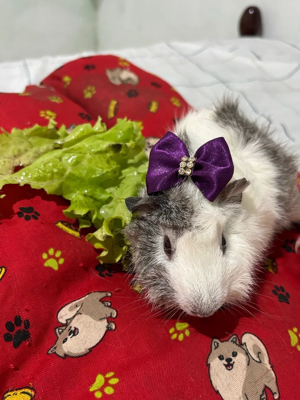 Porquinha Da Índia  - Foto 3