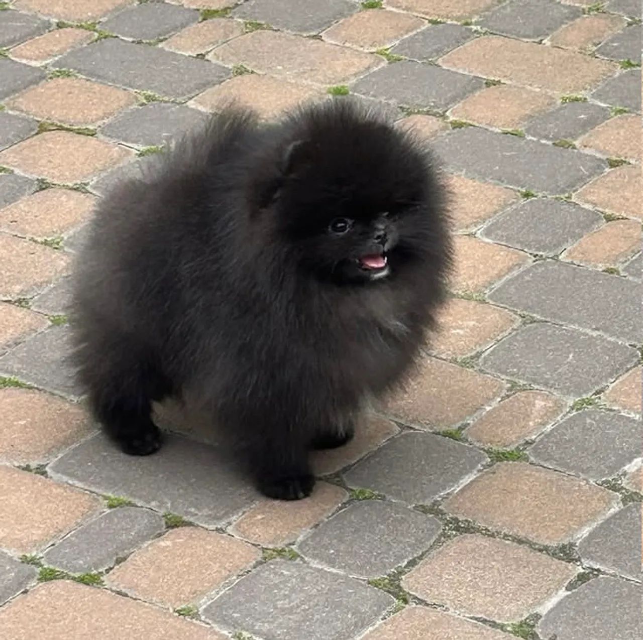 Lulu da pomeranea  - Foto 4