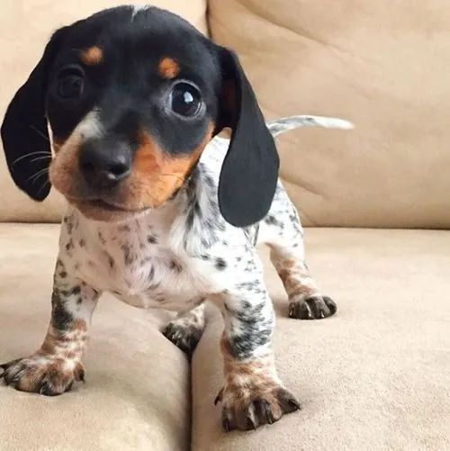 Dachshund Com Um Jeito Esperto E Singular - Foto 2