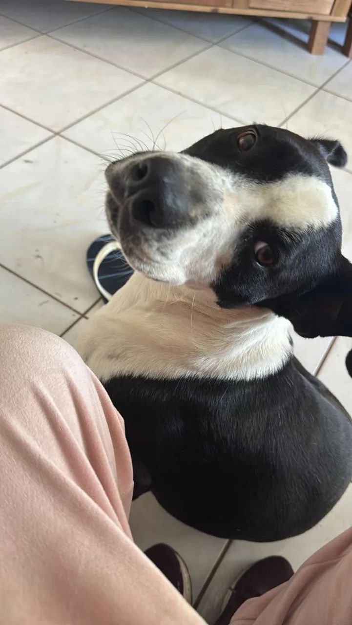 Doação Cachorro - Foto 3