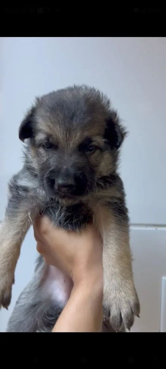 Cachorro  - Foto 2