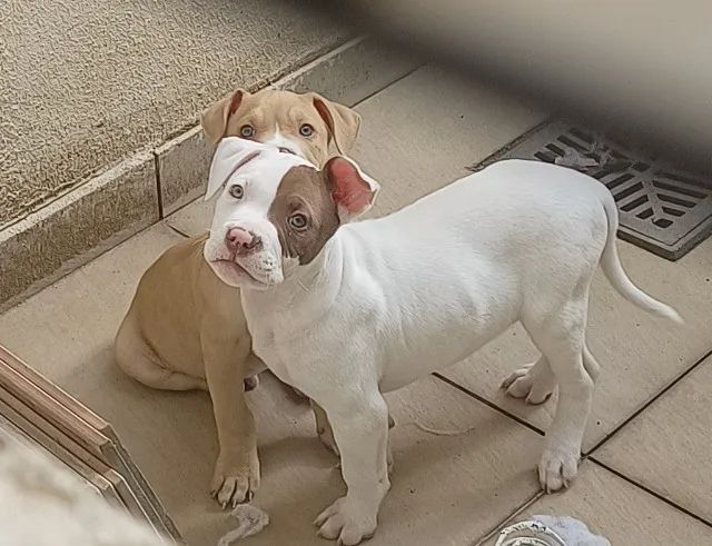 Pitmonster 