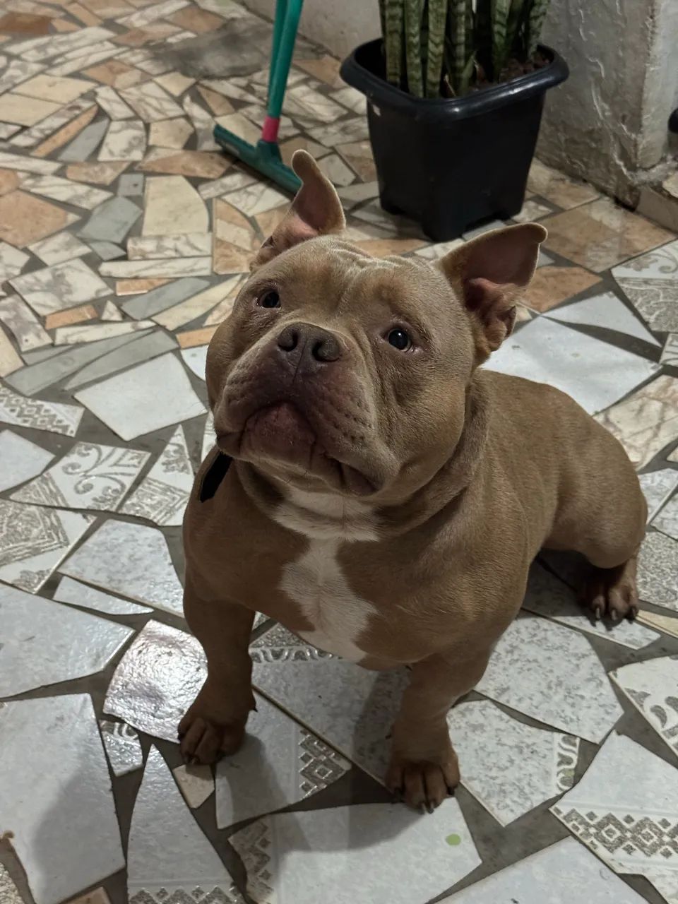 American Bully  - Foto 2