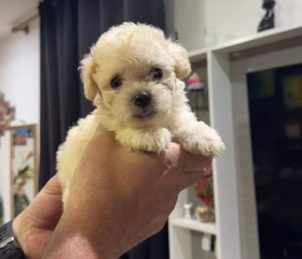 Poodle toy e miniatura macho e fêmea com kit grátis 