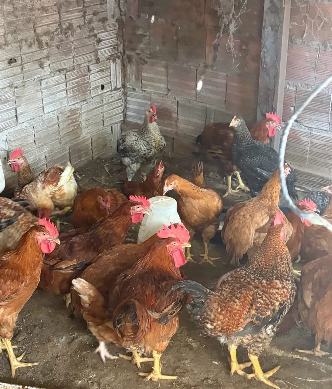 Frango caipira 