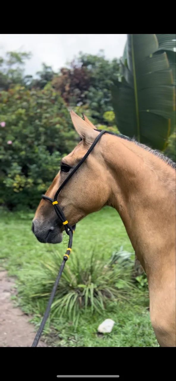 Cavalo castrado de marcha picada Campolina  - Foto 2