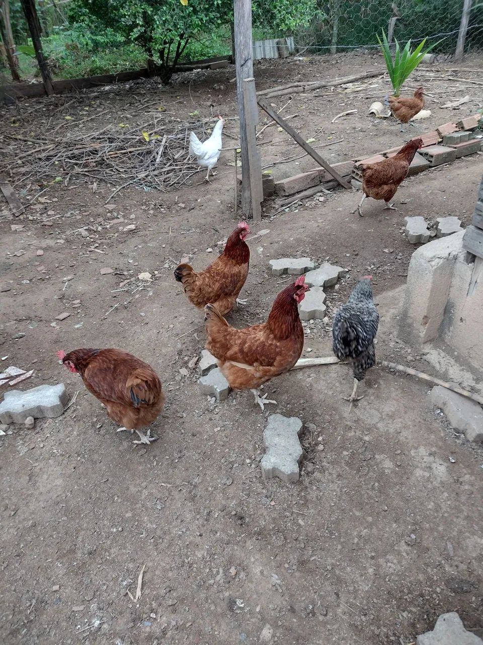 Galinhas poedeiras  - Foto 3
