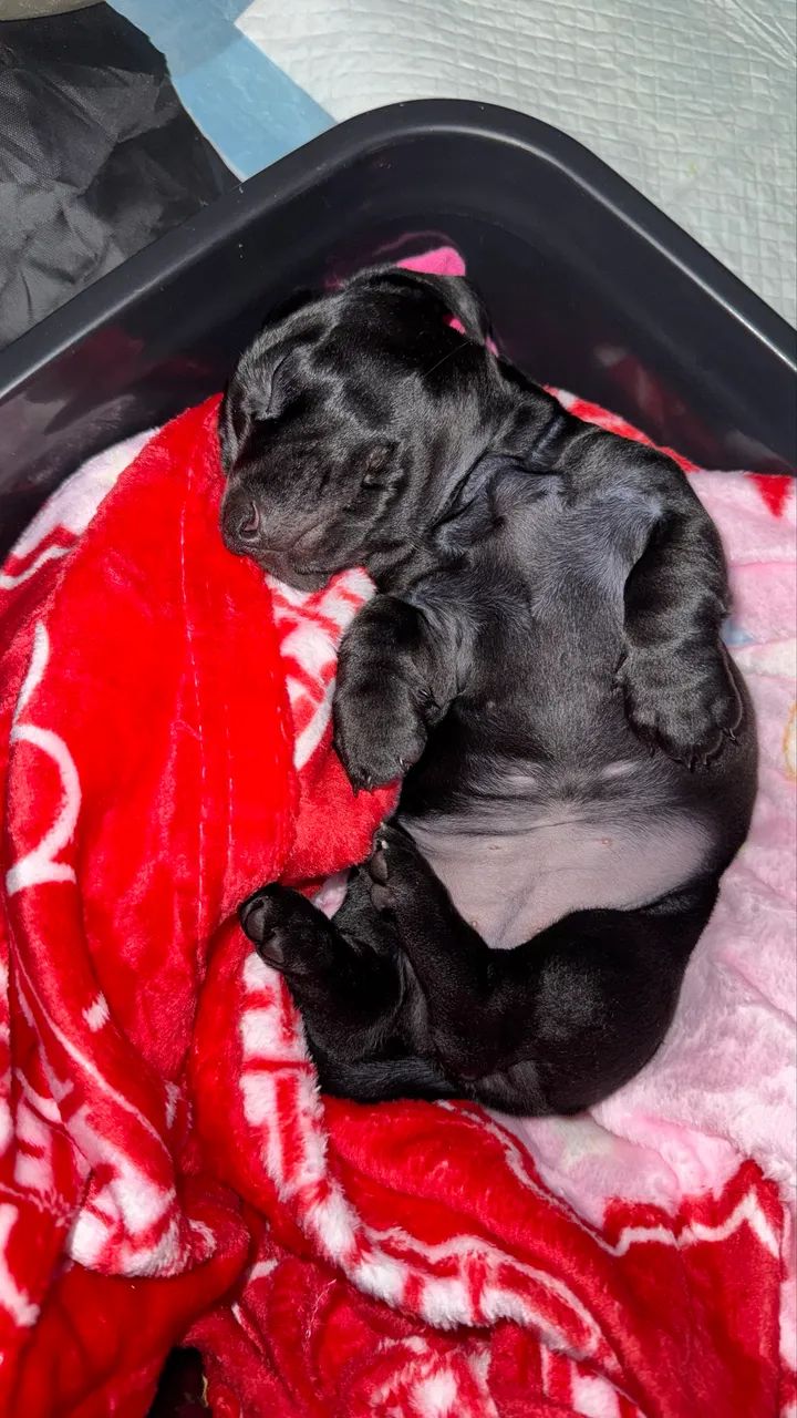 Dachshund Black - Foto 2